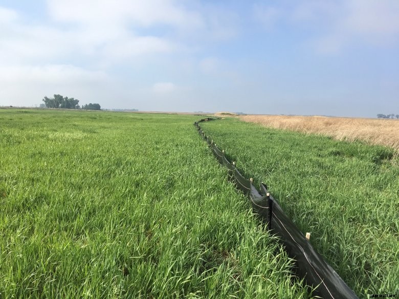 grass-oil-spill-photo